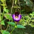 Torenia bicolorÃÂ Family: Linderniaceae (Lindernia family)ÃÂ Two-ColorÃÂ Wishbone Flower